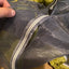 Generic  - Tent repairs