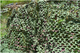 CAMOSYSTEMS #WM04 CAMO NET 6M X 2.4M WOODLAND BROWN / GREEN PREMIUM REGULAR CUT ULTRA-LITE