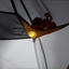 Nemo Tent - Mayfly OSMO 2P