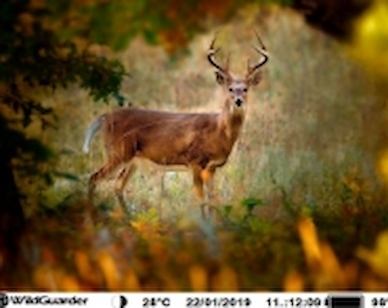 WILDGUARDER GUARD1 TRAIL IR CAMERA & VIDEO HD 12MP (4032 x 3024) ZERO GLOW IR FLASH. 32GB. SD CARD OR HDMI . 65 FT SENSOR. IP66 12 X AA BAT.